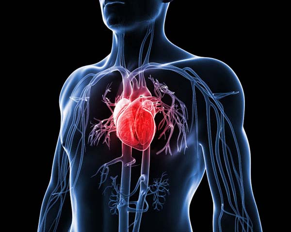 Hjärta - rödbetsjuice testas mot hjärtsvikt.