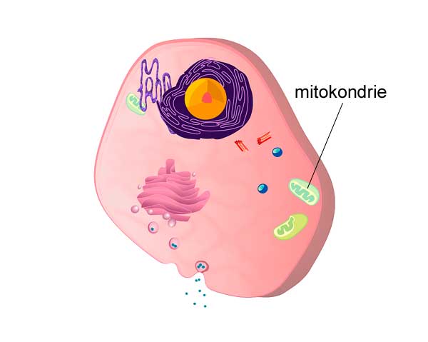 Musklernas cellulära kraftverk mitokondrierna påverkas positivt av nitrat från exempelvis rödbetor.
